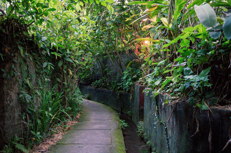 Pedestrian pathway between tropical thickets in Penestanan village near Ubud town, Bali, Indonesiaの写真素材