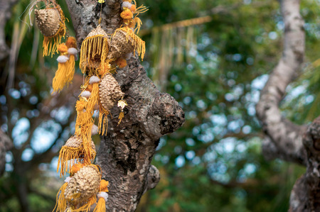 Tree trunck decorated with yellow oriental garland in Uluwatu temple, Bali, Indonesiaの写真素材
