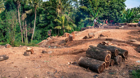 Bali, Indonesia - october 31, 2016: Balinese workers sawing the timber on the area in the tropical forest, Ubud, Bali, Indonesiaのeditorial素材