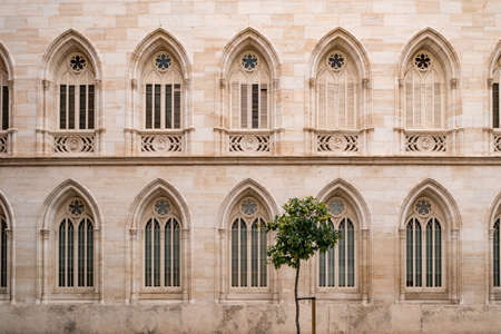 Orange tree on the background of ancient building with gothic-style windows in old town.の写真素材