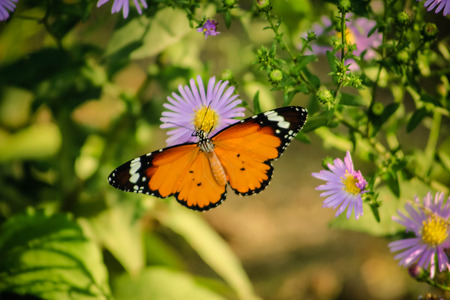 A butterfly among the flowersの写真素材