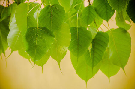 SPOTTED SICKLEFISHの写真素材