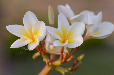 White plumeriaの写真素材
