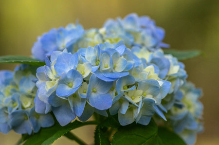 Blooming Hydrangeaの写真素材