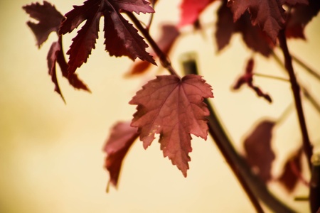 Red-leaf Hibiscus 