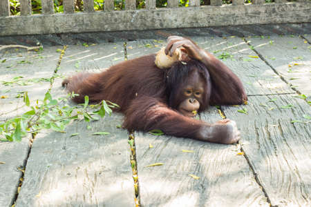 A baby Orangutanの素材