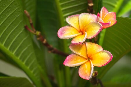 Plumeria bloomingの素材