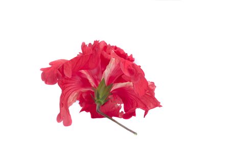 Red hibiscus isolatedの素材
