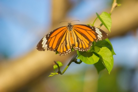 A butterflyの素材