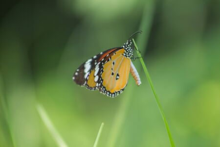 A butterflyの素材