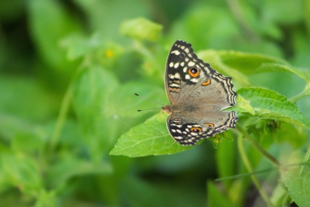 A butterflyの素材