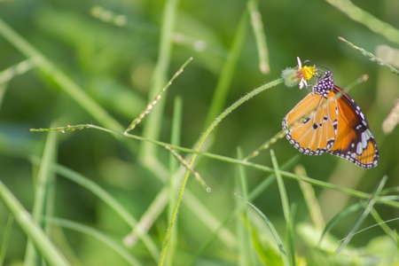 A butterflyの素材