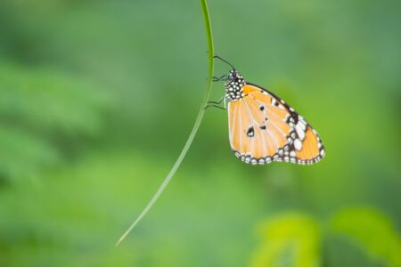 A butterflyの素材