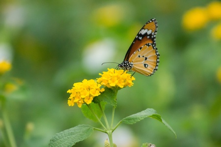 A butterfly perching on yellow flowerの素材