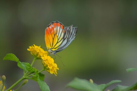 A butterfly perching on yellow flower