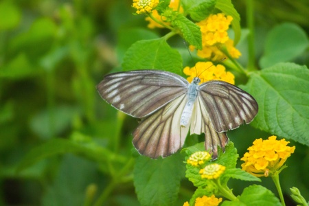 A butterfly perching on yellow flowerの素材
