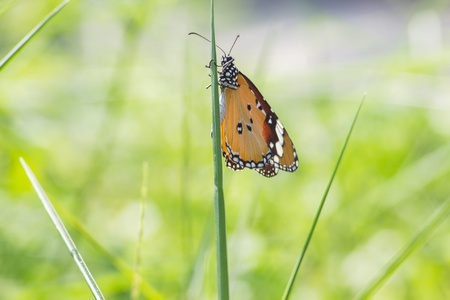 Butterfly resting on grassの素材