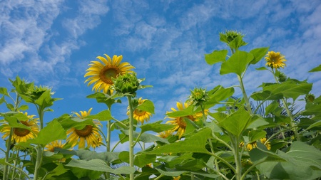 Sunflower with sky の素材