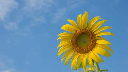 Sunflower with sky の素材