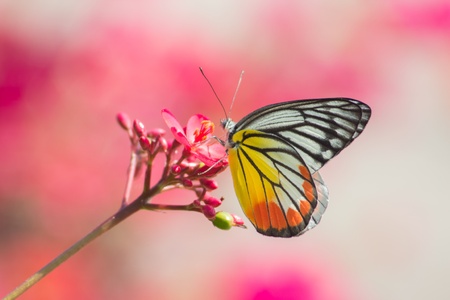 Butterfly perching on flowerの素材