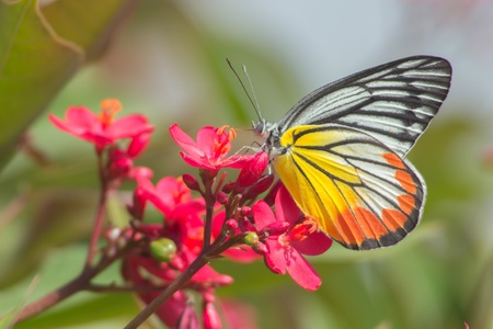 Butterfly perching on flowerの素材
