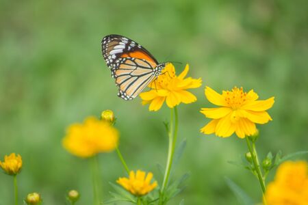 Butterfly perching on flowerの素材