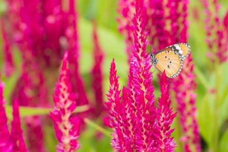 Butterfly perching on flowerの素材