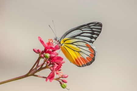 Butterfly perching on flowerの素材