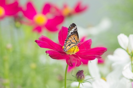 Butterfly perching on flowerの素材