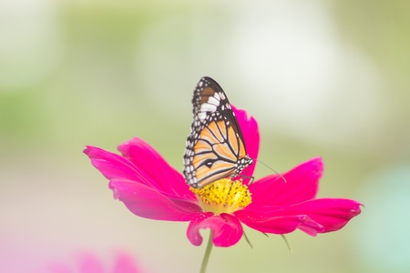 Butterfly perching on flowerの素材