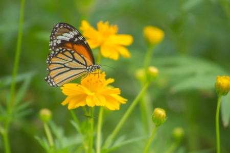 Butterfly perching on flowerの素材