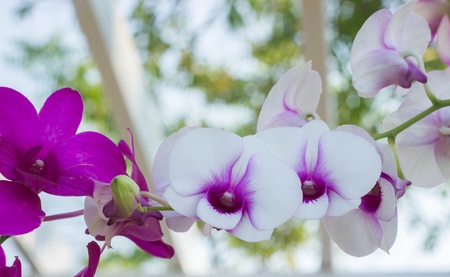 Orchid flowerの素材