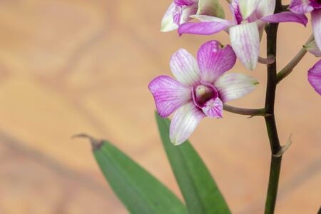 Orchid flowerの素材