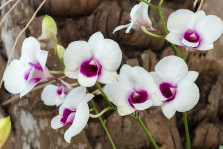 Orchid flowerの素材