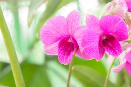 Orchid flowerの素材