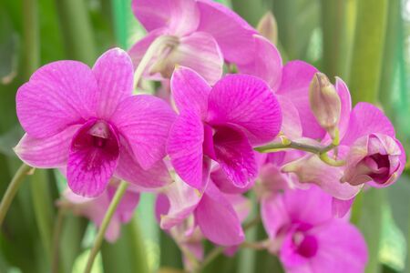 Orchid flowerの素材