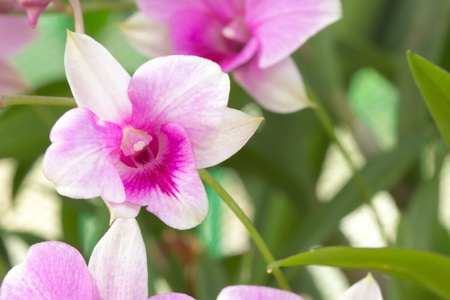 Orchid flowerの素材