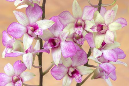 Orchid flowerの素材