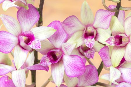 Orchid flowerの素材