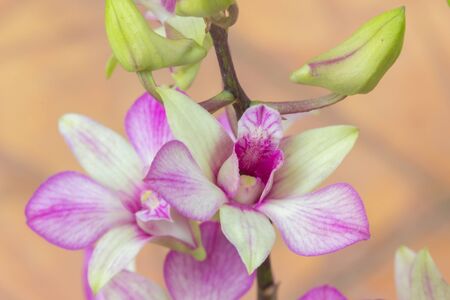 Orchid flowerの素材