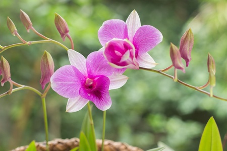 Orchid flowerの素材