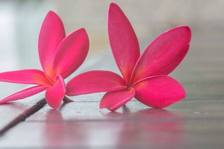 Red plumeria on wood backgroundの素材