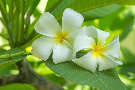 White plumeria bloomingの素材