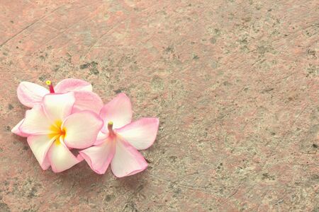Pink plumeria on groundの素材