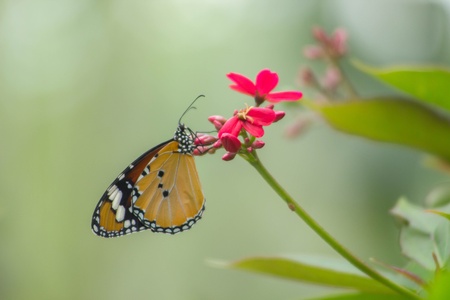 Orange butterfly on red flower with green nature backgroundの素材