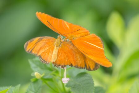 Two orange butterflies with green nature backgroundの素材
