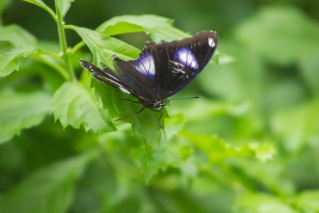 A Butterfly with green nature backgroundの素材