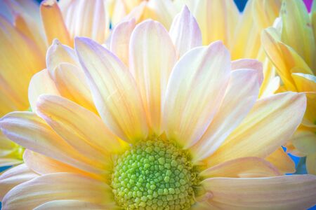 Yellow flowers backgroundの素材