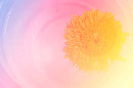 Mum flower with soft colorful styleの素材