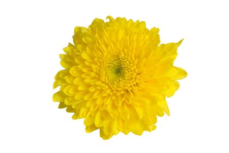 Mum flower isolated on white の素材